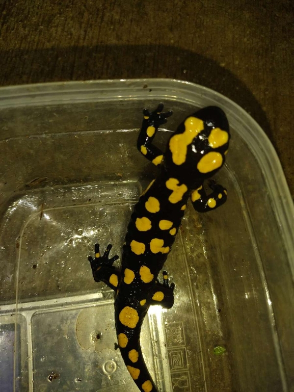 Salamandra infraimmaculata  photographed by רמדאן עיסא 