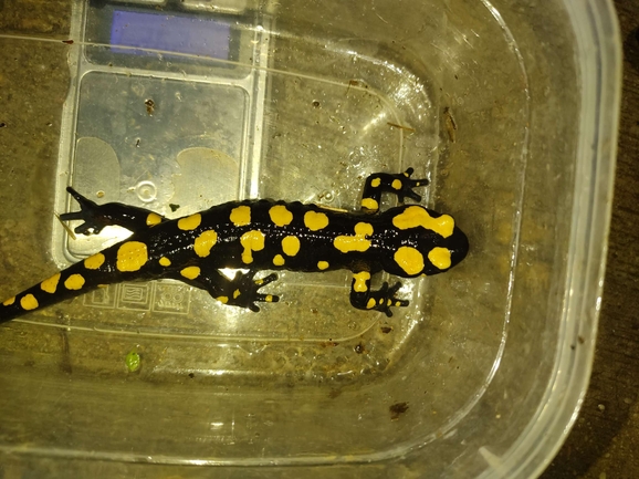 Salamandra infraimmaculata  photographed by רמדאן עיסא 