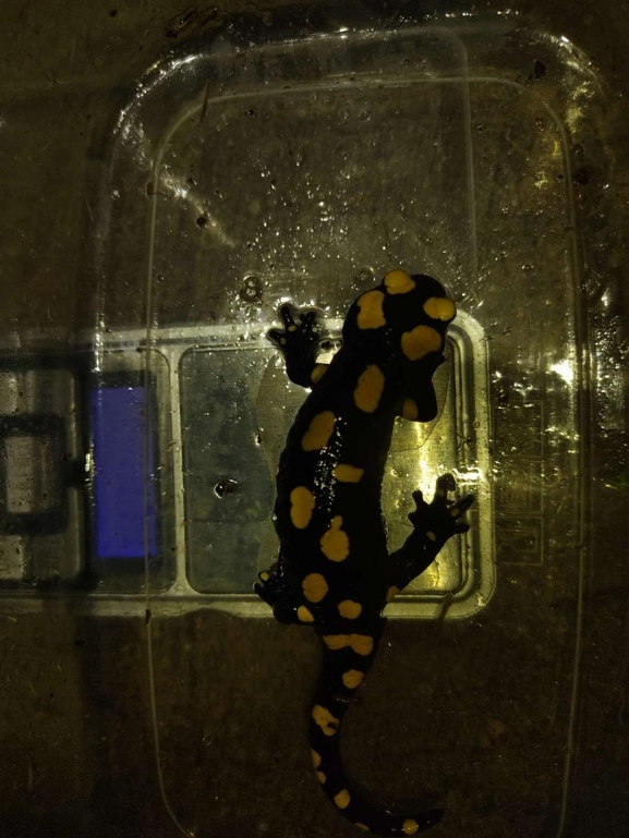 Salamandra infraimmaculata  photographed by רמדאן עיסא 