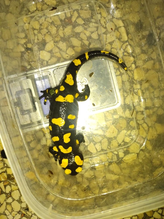 Salamandra infraimmaculata  photographed by רמדאן עיסא 