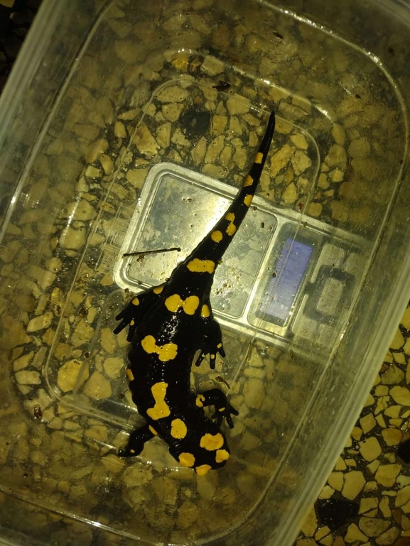 Salamandra infraimmaculata  photographed by רמדאן עיסא 