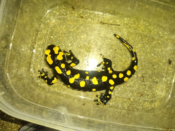 Salamandra infraimmaculata  photographed by רמדאן עיסא 