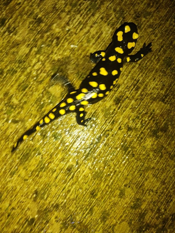 Salamandra infraimmaculata  photographed by רמדאן עיסא 