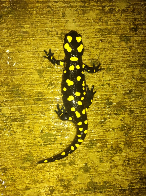 Salamandra infraimmaculata  photographed by רמדאן עיסא 