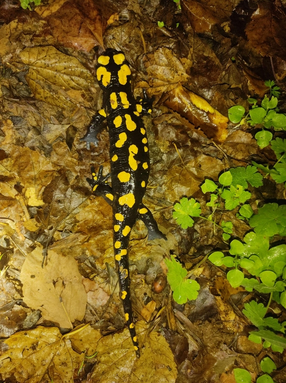 Salamandra infraimmaculata  photographed by רמדאן עיסא 