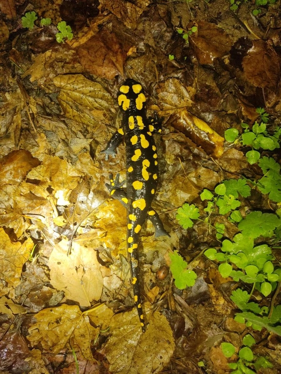 Salamandra infraimmaculata  photographed by רמדאן עיסא 