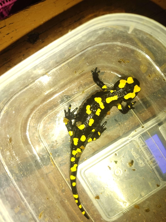 Salamandra infraimmaculata  photographed by רמדאן עיסא 