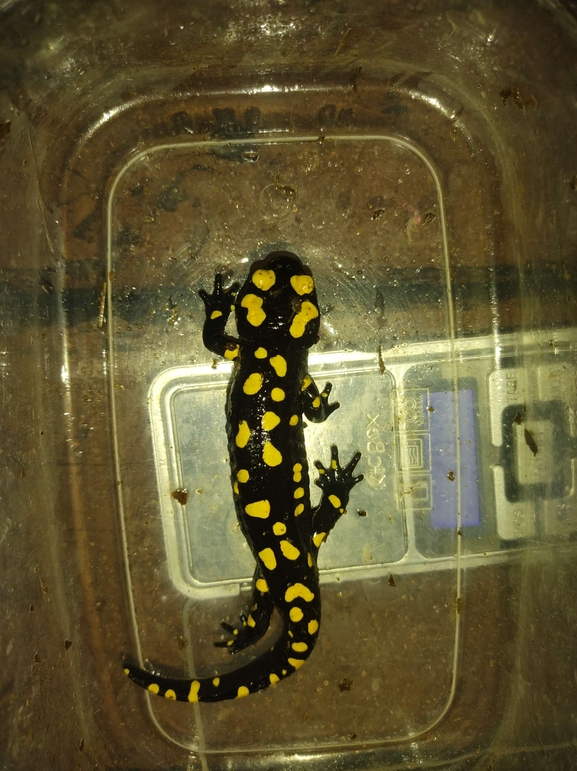 Salamandra infraimmaculata  photographed by רמדאן עיסא 