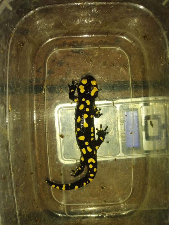 Salamandra infraimmaculata  photographed by רמדאן עיסא 