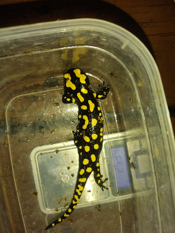 Salamandra infraimmaculata  photographed by רמדאן עיסא 