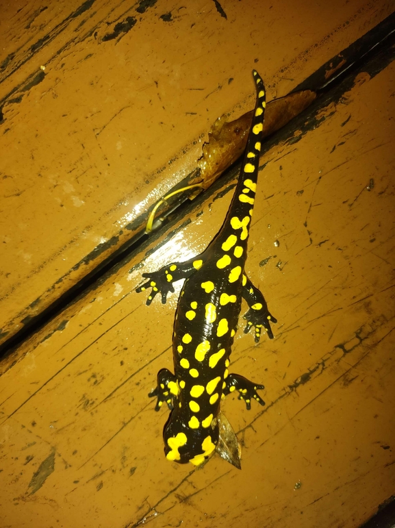 Salamandra infraimmaculata  photographed by רמדאן עיסא 