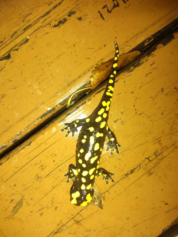 Salamandra infraimmaculata  photographed by רמדאן עיסא 