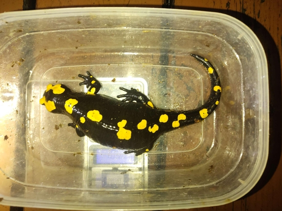 Salamandra infraimmaculata  photographed by רמדאן עיסא 