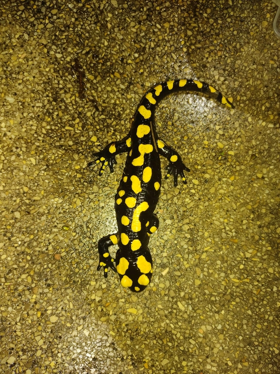 Salamandra infraimmaculata  photographed by רמדאן עיסא 