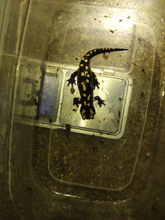 Salamandra infraimmaculata  photographed by רמדאן עיסא 