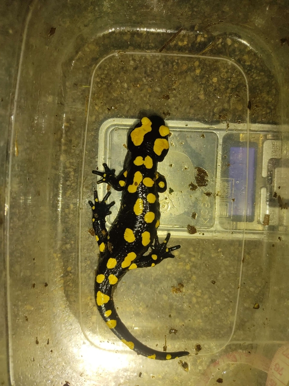 Salamandra infraimmaculata  photographed by רמדאן עיסא 