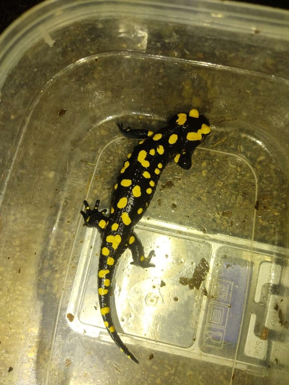 Salamandra infraimmaculata  photographed by רמדאן עיסא 