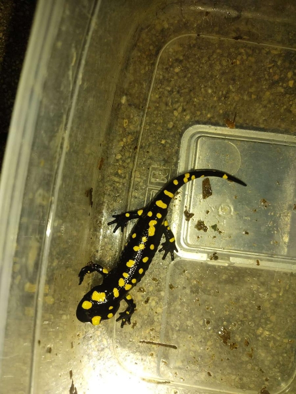 Salamandra infraimmaculata  photographed by רמדאן עיסא 