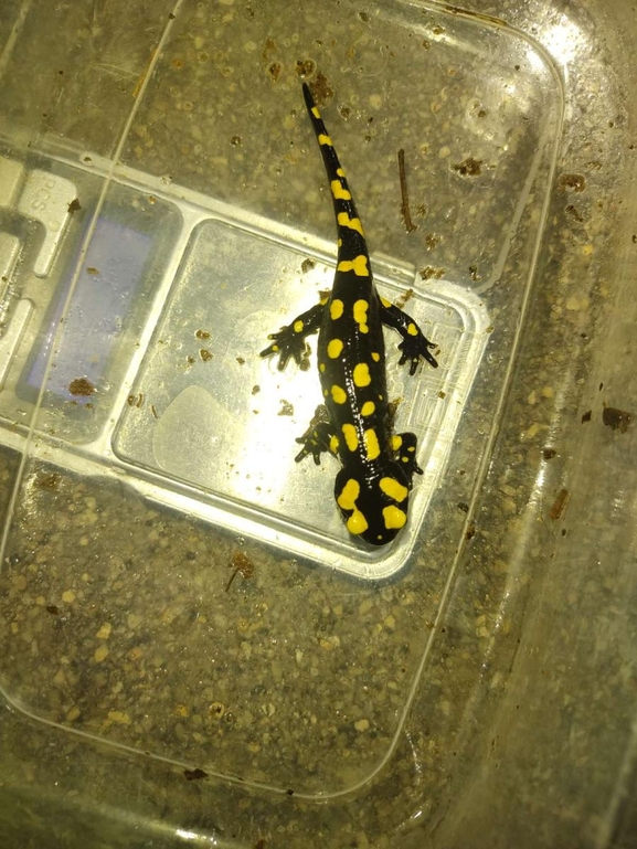 Salamandra infraimmaculata  photographed by רמדאן עיסא 