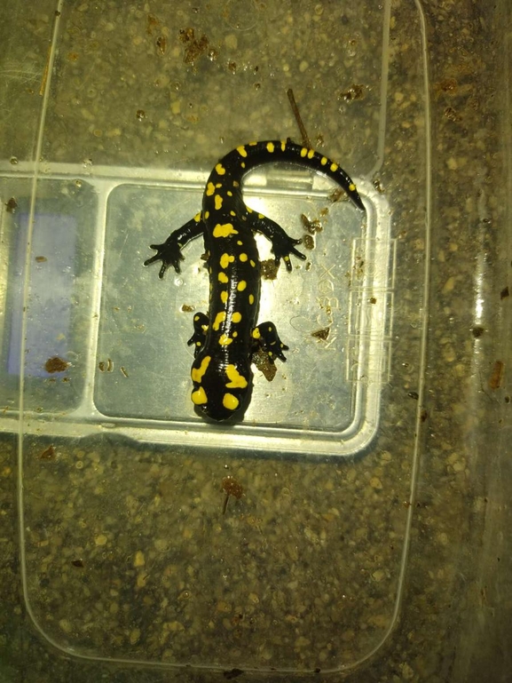 Salamandra infraimmaculata  photographed by רמדאן עיסא 