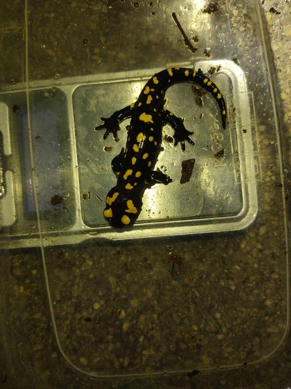 Salamandra infraimmaculata  photographed by רמדאן עיסא 