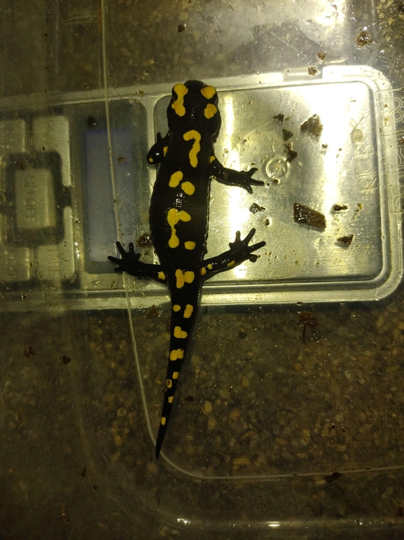 Salamandra infraimmaculata  photographed by רמדאן עיסא 