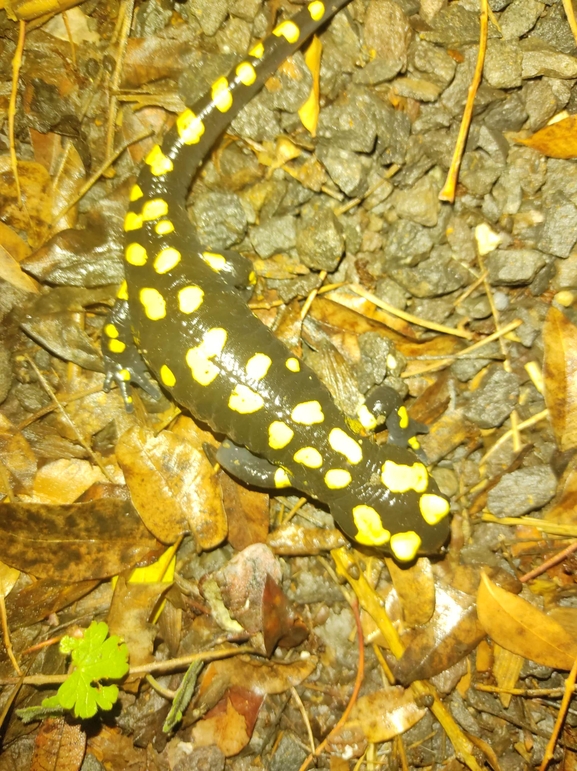 Salamandra infraimmaculata  photographed by רמדאן עיסא 