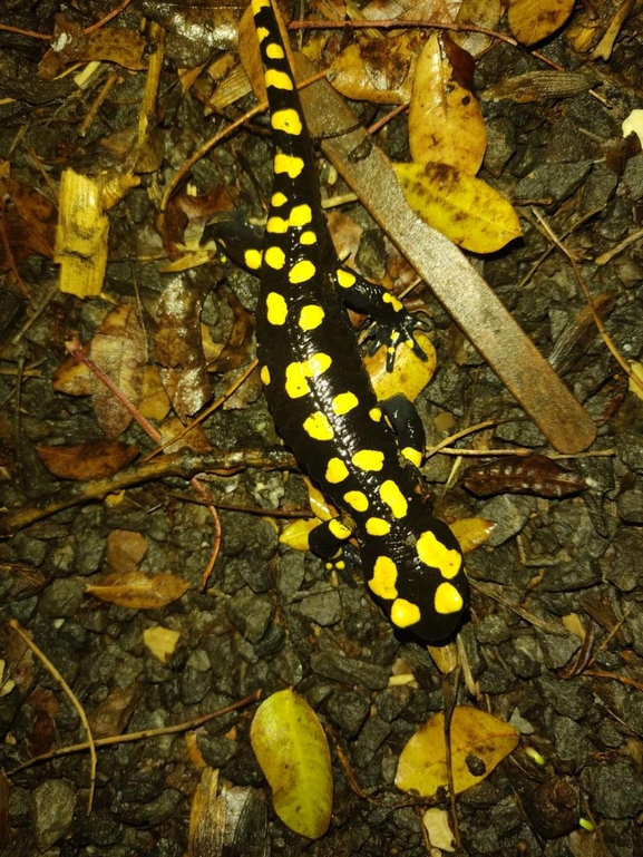 Salamandra infraimmaculata  photographed by רמדאן עיסא 