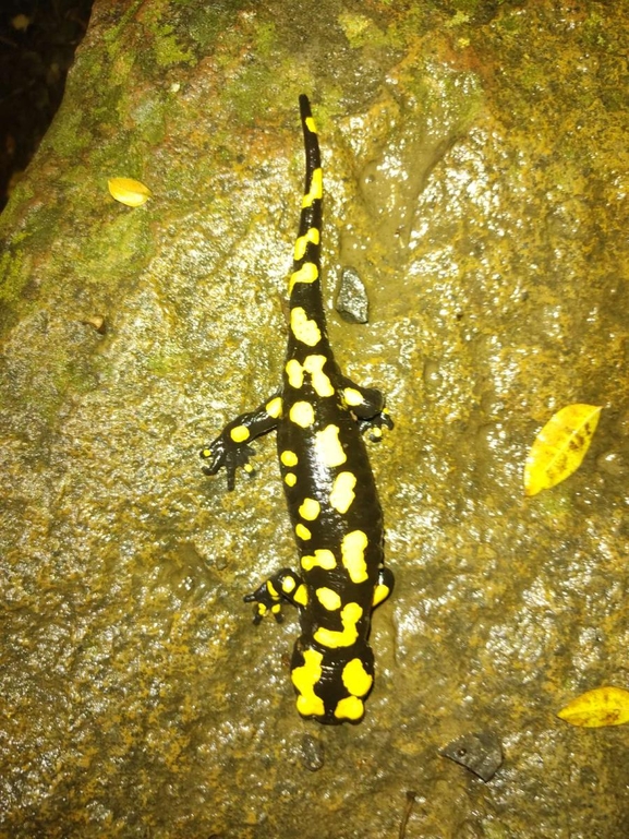 Salamandra infraimmaculata  photographed by רמדאן עיסא 