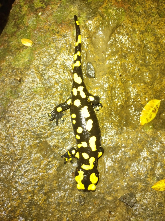 Salamandra infraimmaculata  photographed by רמדאן עיסא 