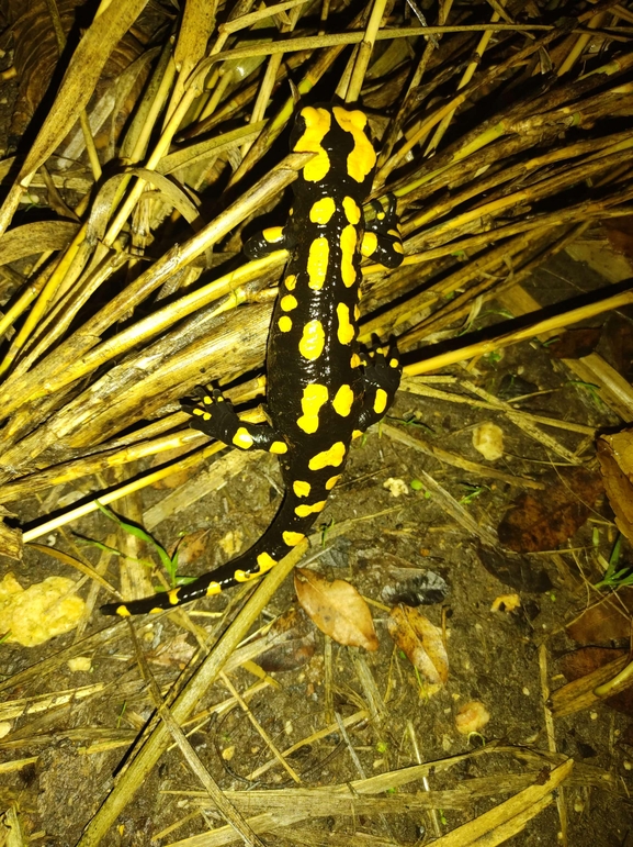 Salamandra infraimmaculata  photographed by רמדאן עיסא 