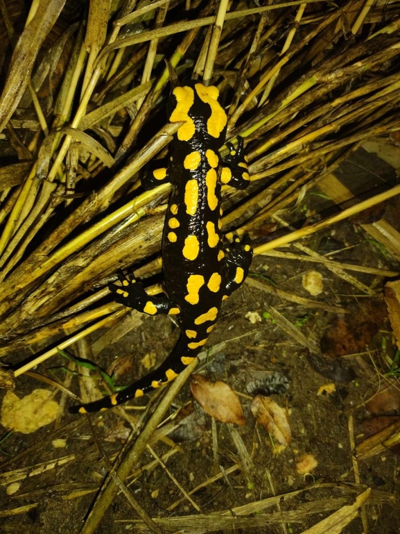 Salamandra infraimmaculata  photographed by רמדאן עיסא 