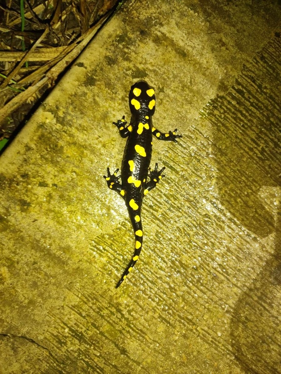 Salamandra infraimmaculata  photographed by רמדאן עיסא 