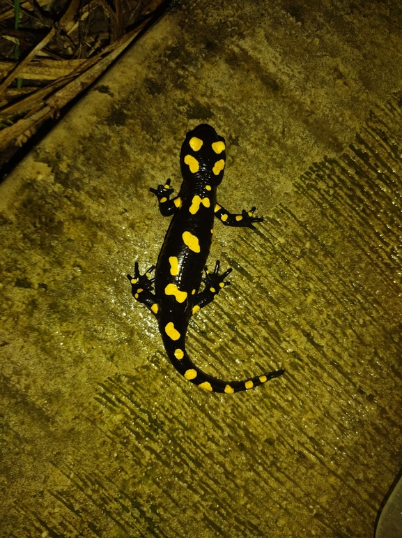 Salamandra infraimmaculata  photographed by רמדאן עיסא 