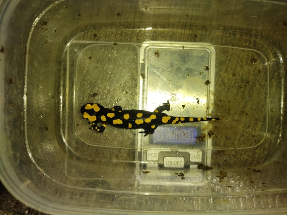 Salamandra infraimmaculata  photographed by רמדאן עיסא 