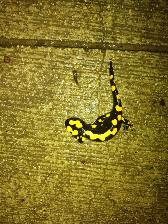 Salamandra infraimmaculata  photographed by רמדאן עיסא 