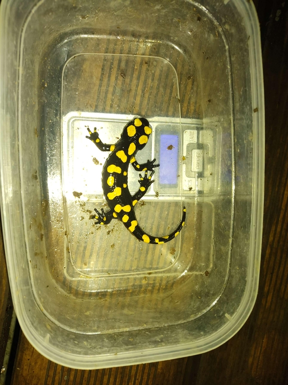 Salamandra infraimmaculata  photographed by רמדאן עיסא 