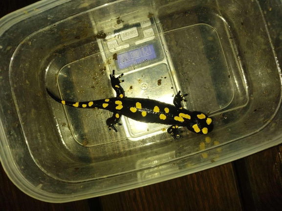 Salamandra infraimmaculata  photographed by רמדאן עיסא 