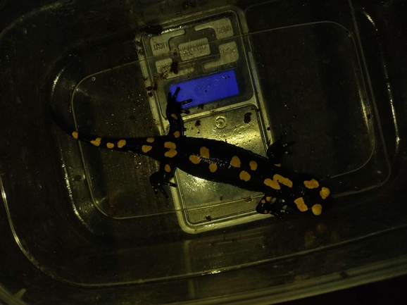 Salamandra infraimmaculata  photographed by רמדאן עיסא 