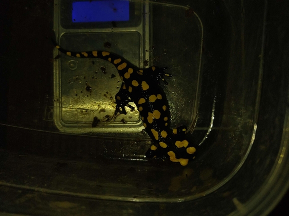 Salamandra infraimmaculata  photographed by רמדאן עיסא 