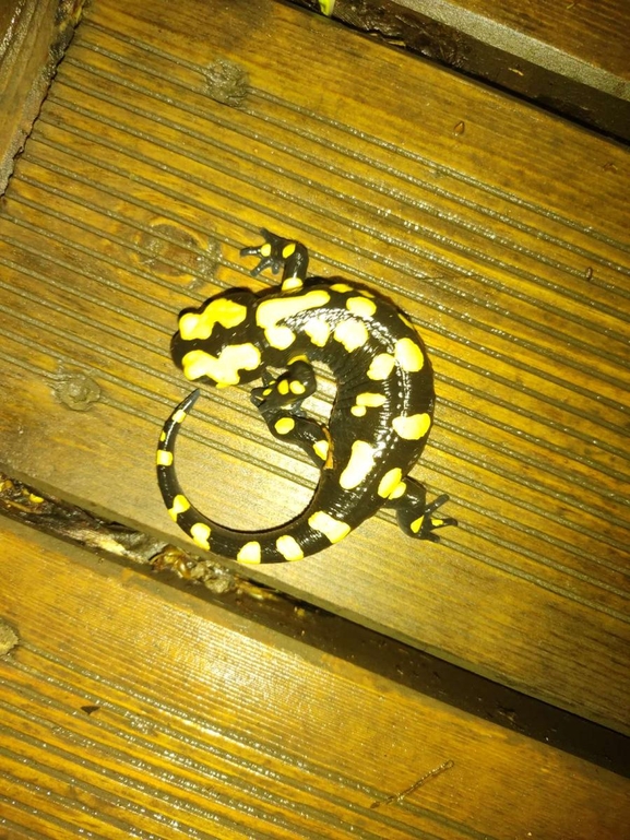 Salamandra infraimmaculata  photographed by רמדאן עיסא 