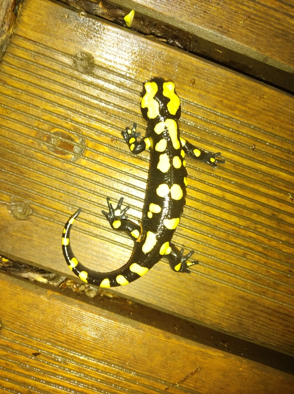 Salamandra infraimmaculata  photographed by רמדאן עיסא 