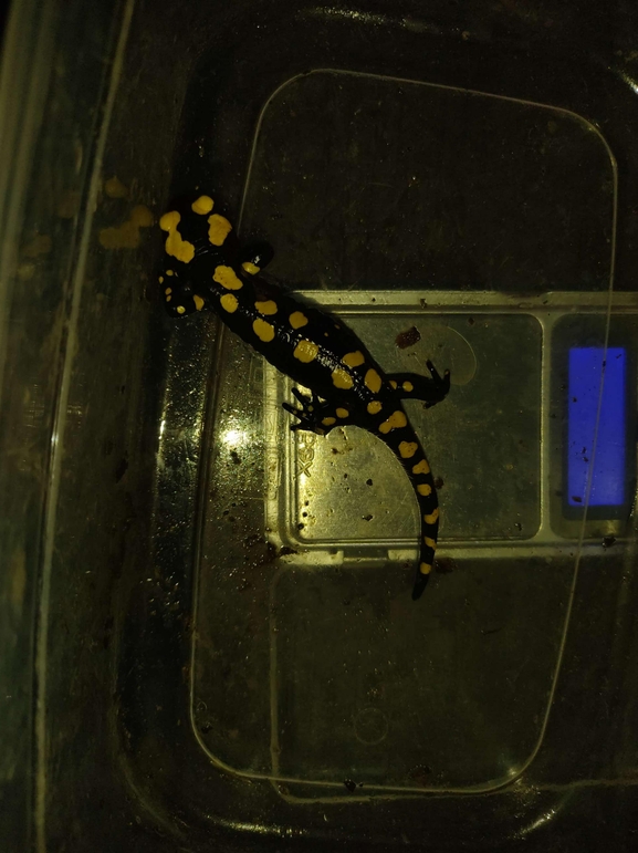 Salamandra infraimmaculata  photographed by רמדאן עיסא 