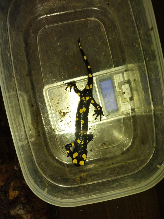 Salamandra infraimmaculata  photographed by רמדאן עיסא 