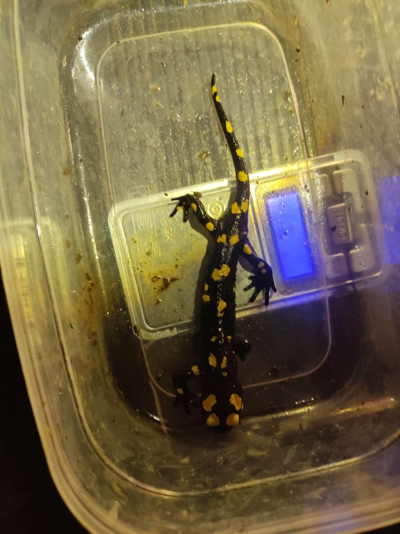 Salamandra infraimmaculata  photographed by רמדאן עיסא 