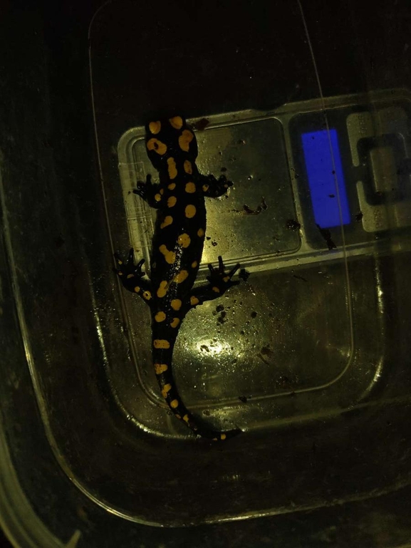 Salamandra infraimmaculata  photographed by רמדאן עיסא 