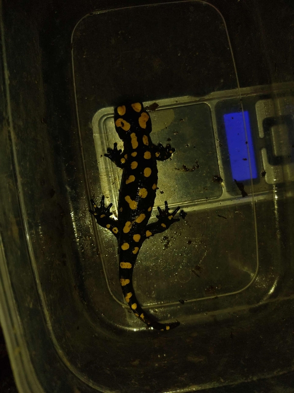 Salamandra infraimmaculata  photographed by רמדאן עיסא 