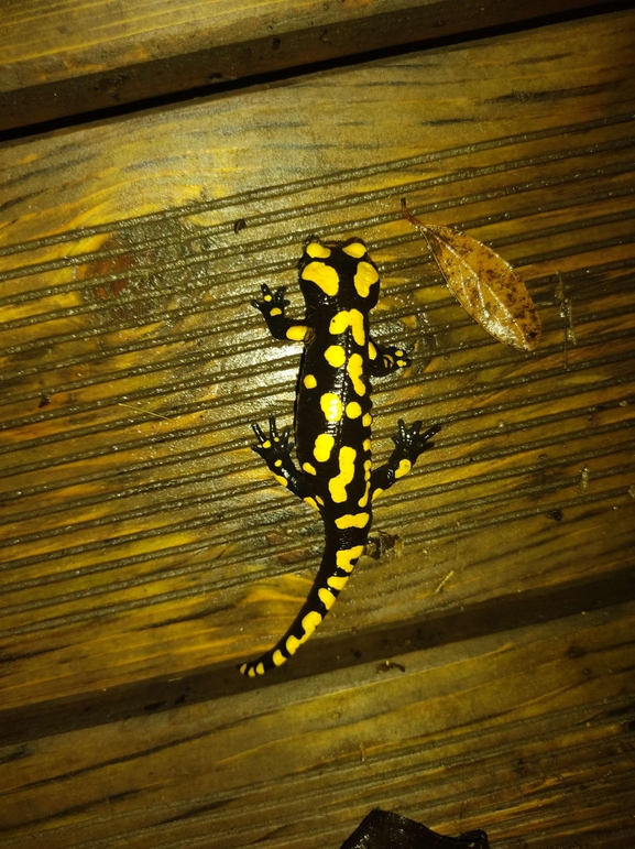 Salamandra infraimmaculata  photographed by רמדאן עיסא 