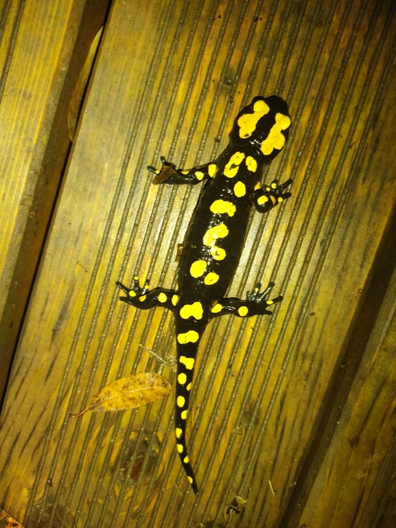 Salamandra infraimmaculata  photographed by רמדאן עיסא 