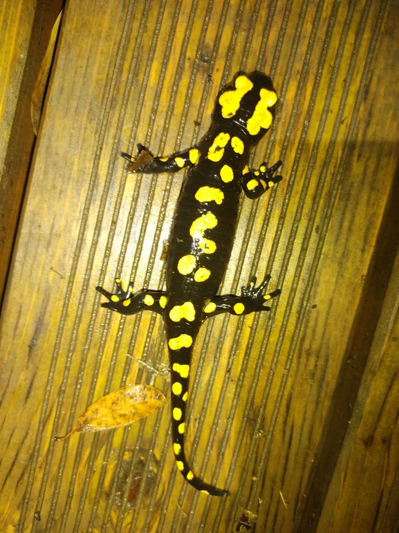 Salamandra infraimmaculata  photographed by רמדאן עיסא 